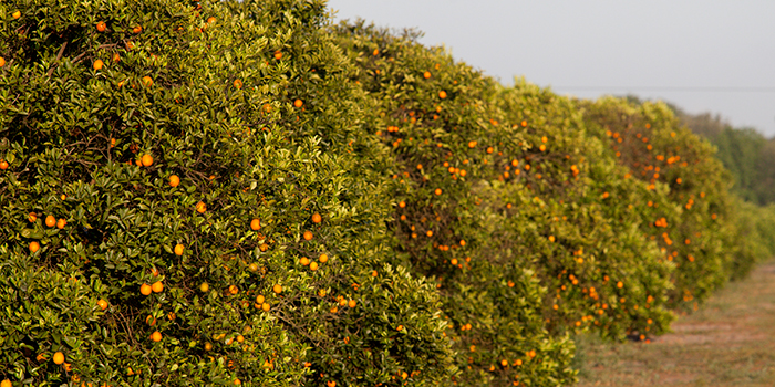 citrus grove 2