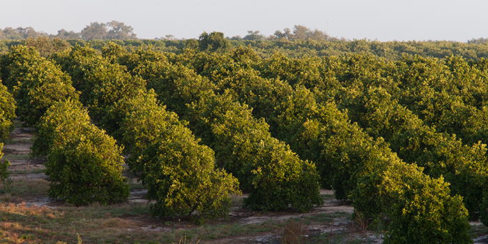 Citrus Groves