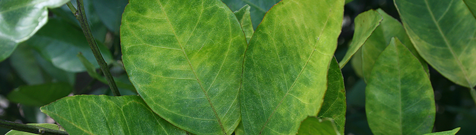 Citrus Greening