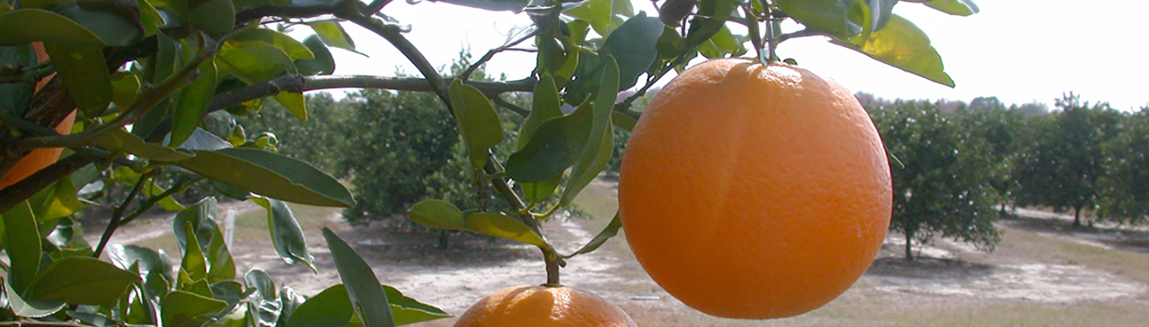 oranges slide banner
